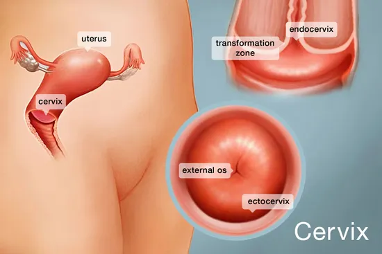 photo of Cervix anatomy