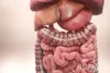 photo illustration of colon