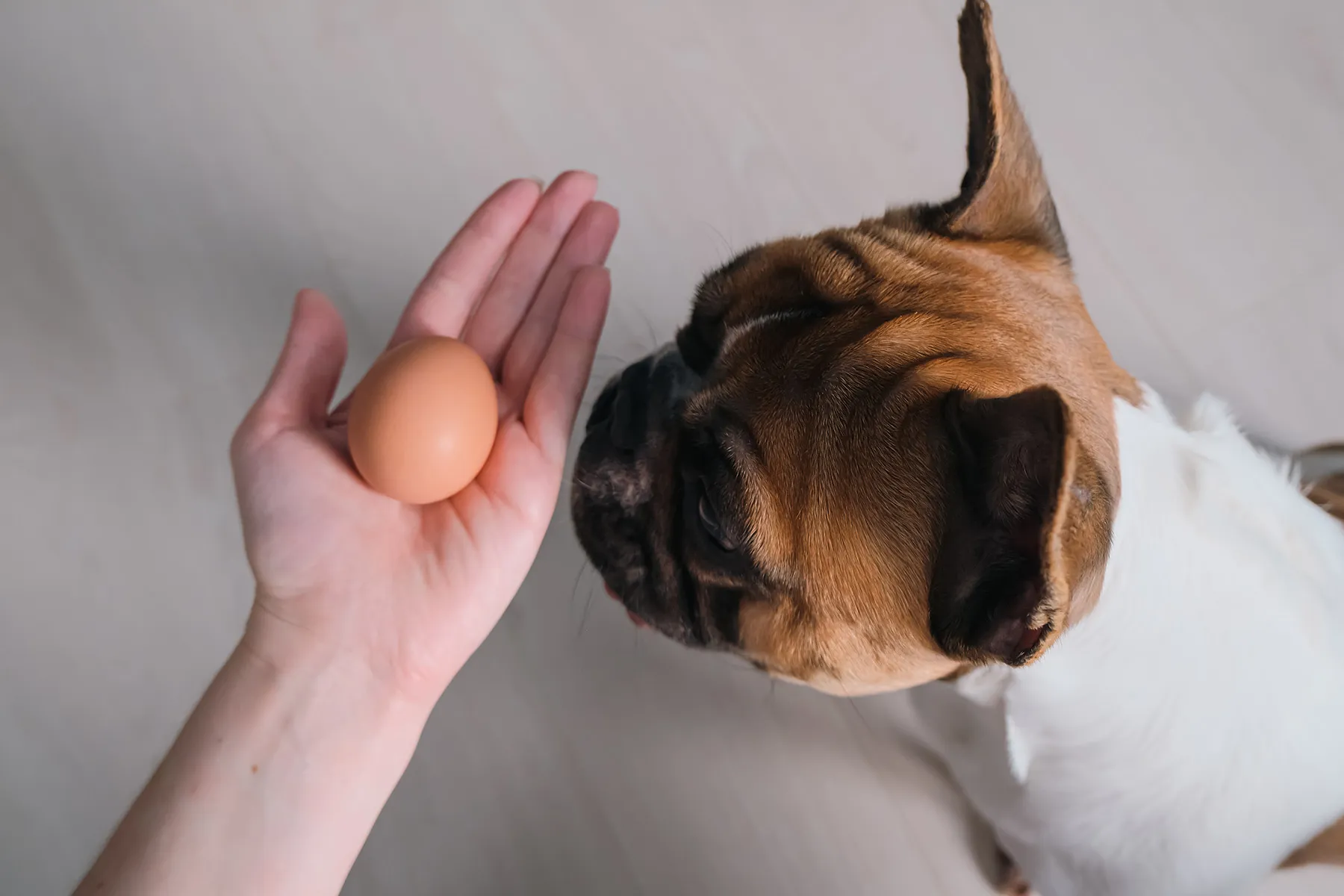 Are Eggs Good for Dogs? The Benefits and Dangers of Eggs