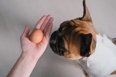 Eggs can be a healthy treat, but don't feed them to your dog raw. (Photo credit: iStock/Getty Images)