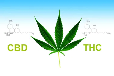 CBD and THC both come from the cannabis plant. THC has psychoactive properties, while CBD doesn't. (Photo credit: Anankkml/Dreamstime)