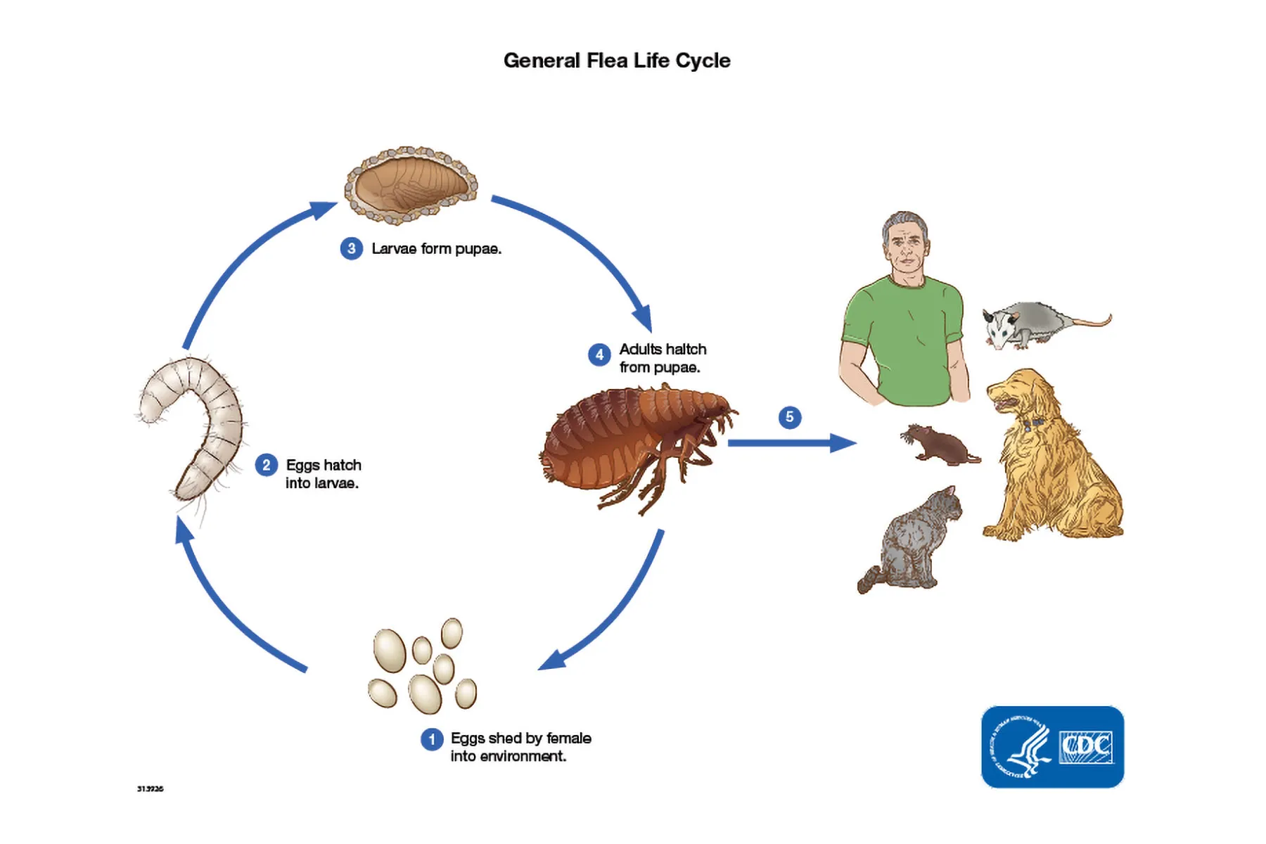 photo of flea life cycle