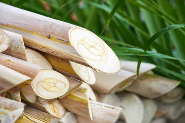 Heart of palm is a tasty addition to a salad or omelet, and it offers many health benefits. (Photo Credit: iStock/Getty Images)