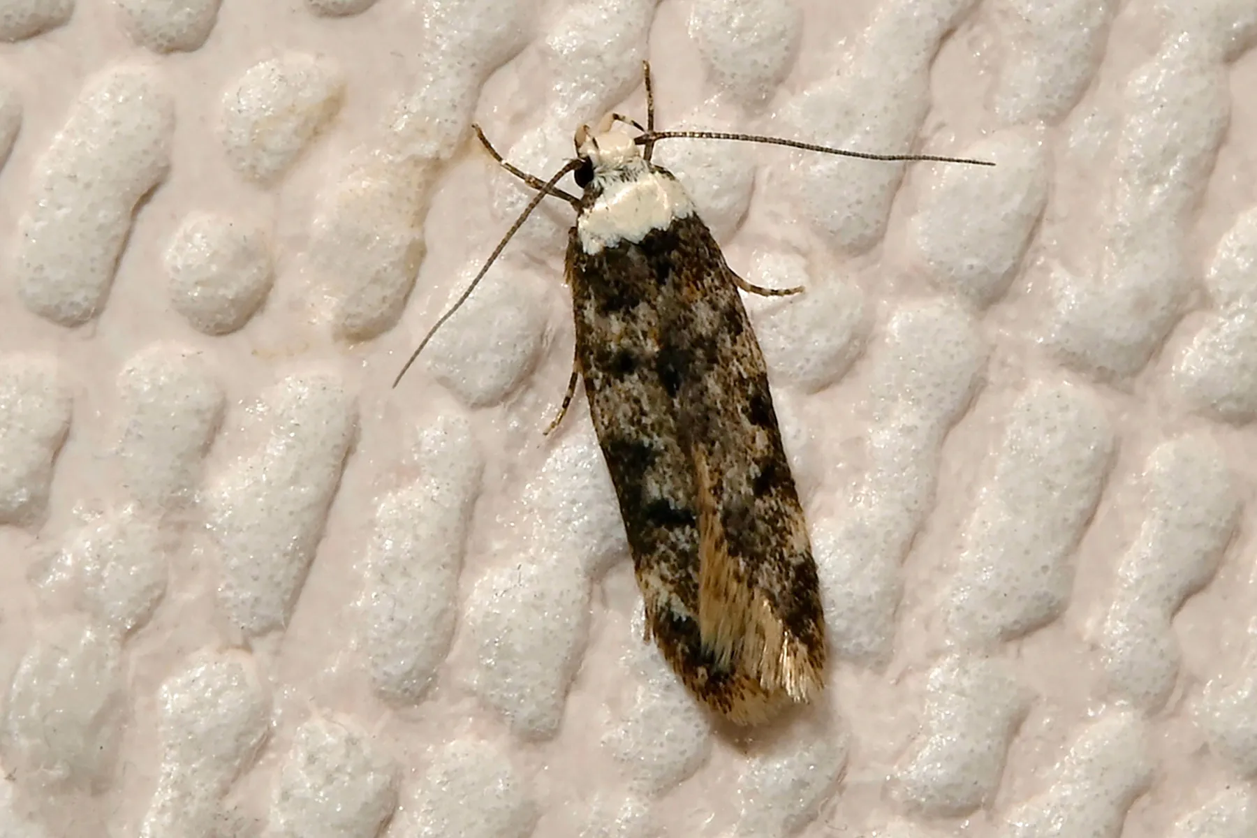 Moths What They Are, Health Risks, Getting Rid of Them, and More