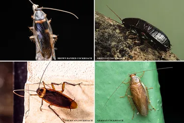 Of thousands of cockroach species, you're most likely to see these four. Learn what it means for your health if cockroaches invade your home and what you can do to get rid of them. (Credit: iStock/Getty Images)