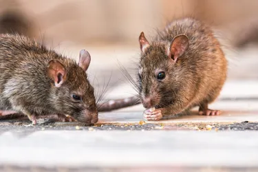 Rats and their poop can carry diseases such as hantaviruses that can make you sick, but there are ways to clean up and get rid of them humanely. (Photo Credit: Moment RF/Getty Images)