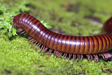 Millipedes aren't insects -- they're related to shrimp, lobsters, and crayfish. (Photo credit: Getty Images)