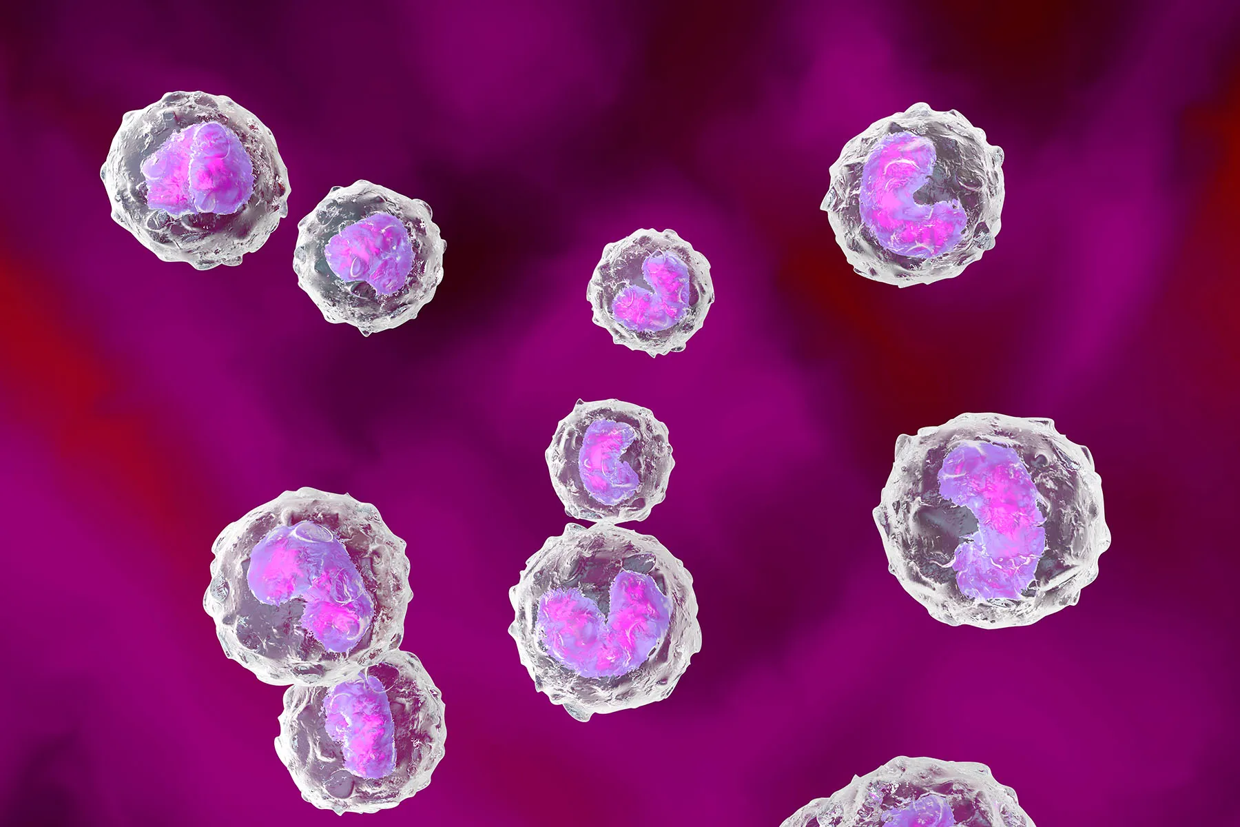 Monocytes The importance of these infectionfighting white blood cells