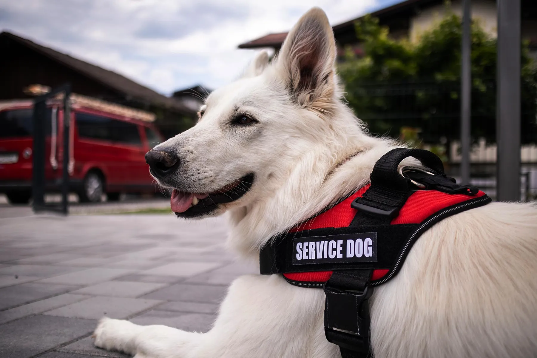 Registering a Service Dog What You Need to Know