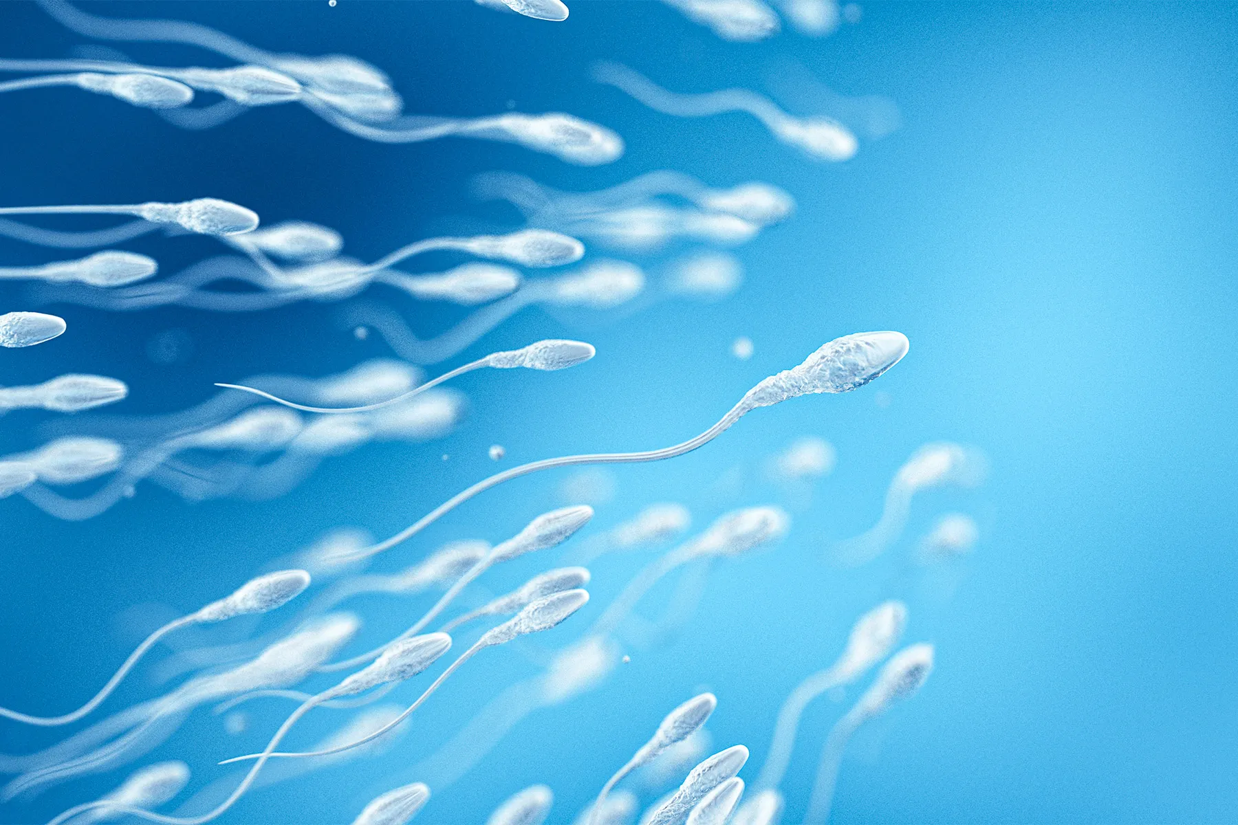 photo of Sperm
