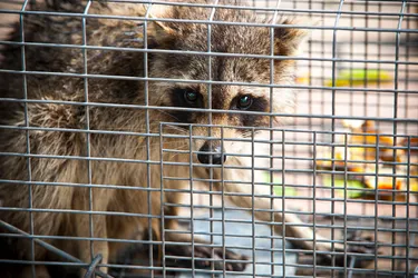 The rabies virus causes the rabies infection and can spread through saliva, often from an infected animal biting another animal or human. In the U.S., rabies is mostly found in wild animals like coyotes, raccoons, skunks, bats, and foxes. Rabies is fully preventable if you get treated with vaccines as soon as possible after exposure.  (Photo credit: E+/Getty Images)