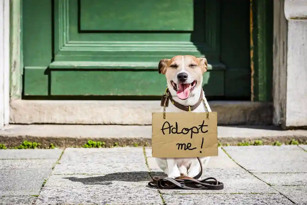 dog adoption