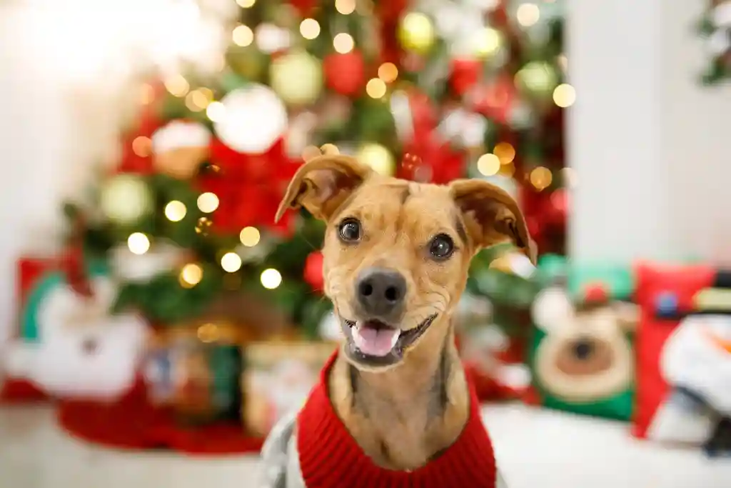 dog christmas