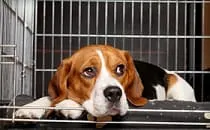 Kennel Cough: Symptoms, Treatments, Contagious, Causes, and More