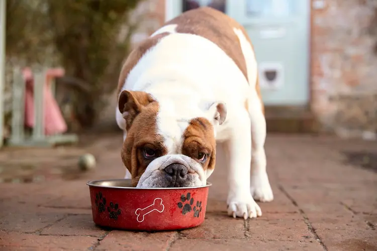 dog eating out of food bowl