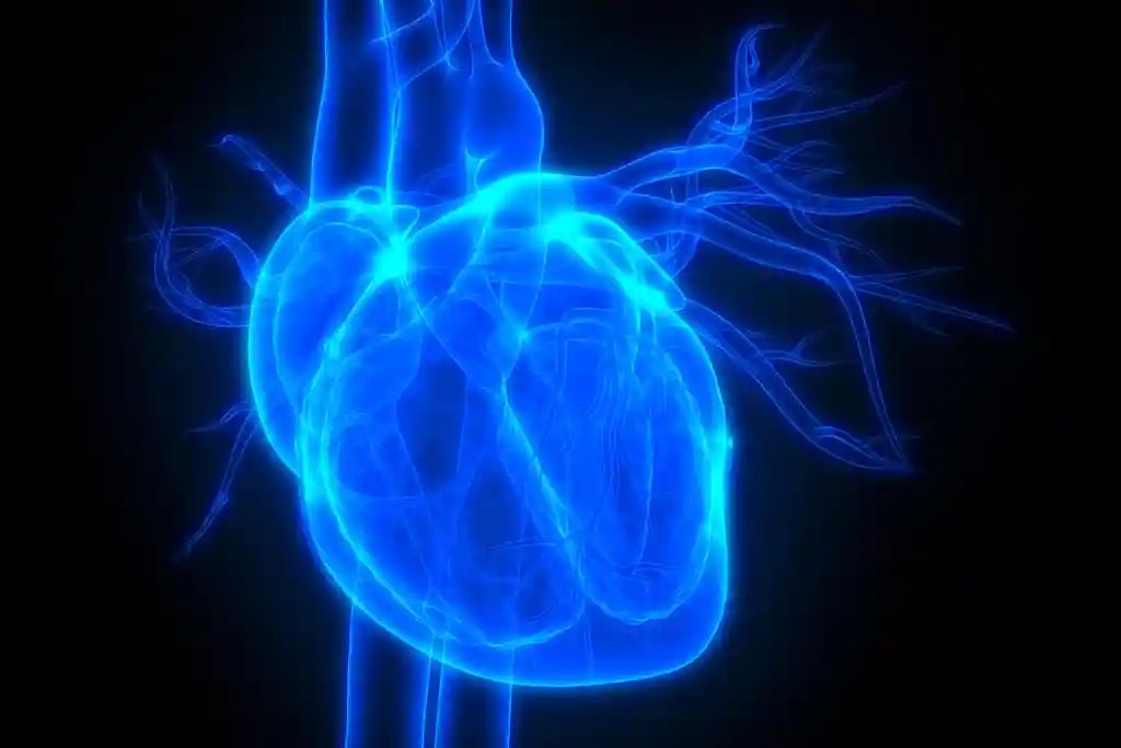 illustration of heart