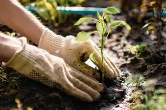 photo of gardening