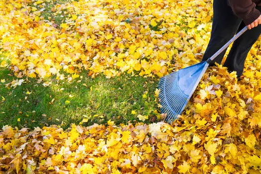 photo of person raking leaves
