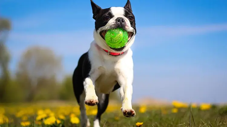 dog carrying tennis ball