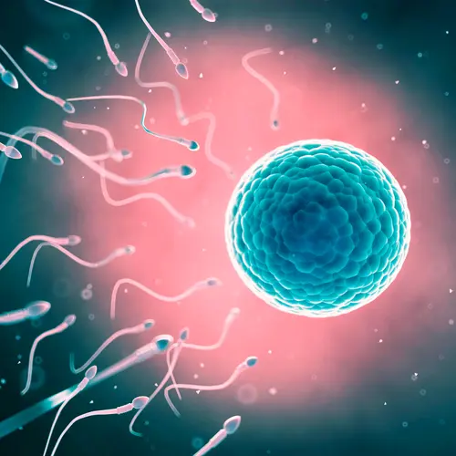 photo of sperm and egg