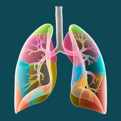 photo of Lung anatomy concept