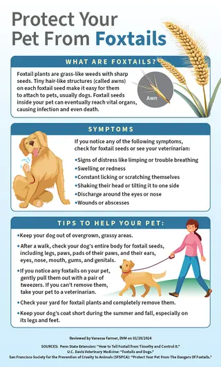 foxtails infographic