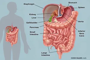 The abdomen contains digestive organs including the stomach, intestines, pancreas, liver, and gallbladder. Problems affecting these organs and others can cause abdominal pain. Image: WebMD