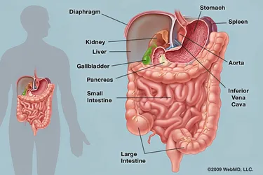 Your stomach is a muscular organ on the left side of your upper abdomen. Photo Credit: WebMD.