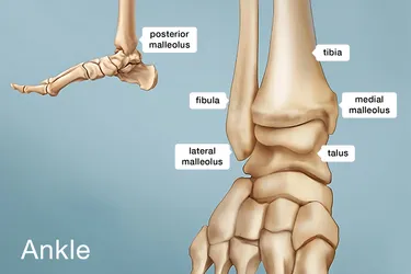 Your ankle is made up of three bones: the tibia, the fibula, and the talus. The 3 other bony bumps have their own names. Photo credit: WebMD.