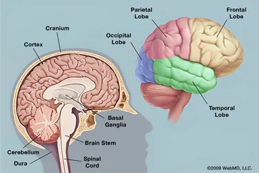 The brain is made up of many specialized areas that work together. 