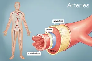 Each artery is a muscular tube lined by smooth tissue and has three layers: the intima, the media, and the adventitia.The largest artery is the aorta, which branches into a network of smaller arteries that extend throughout the body. The arteries' smaller branches are called arterioles and capillaries. 