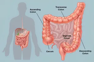 The colon is the longest portion of the large intestine. It removes water, along with some nutrients and electrolytes, from partially digested food. 