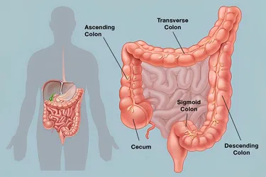 The colon is another name for your large intestine. It removes water, along with some nutrients and electrolytes, from partially digested food. (Photo Credit: WebMD)