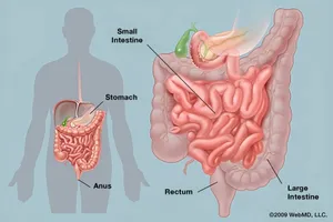 The digestive tract (or gastrointestinal tract) is a long twisting tube that starts at the mouth and ends at the anus. It is made up of a series of muscles that coordinate the movement of food and other cells that produce enzymes and hormones to aid in the breakdown of food.