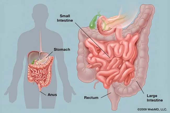 The digestive tract (or gastrointestinal tract) is a long twisting tube that starts at the mouth and ends at the anus. It is made up of a series of muscles that coordinate the movement of food and other cells that produce enzymes and hormones to aid in the breakdown of food.