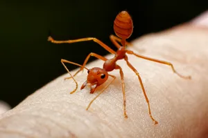 To avoid fire ant stings, always wear gloves when you garden. Photo credit: Kritchai Chaibangyang/Dreamstime