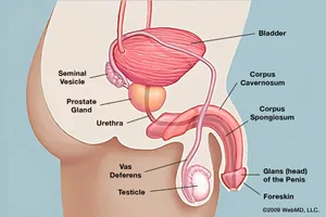 The penis is made up of several parts including the glans, corpus cavernosum, corpus spongiosum, and the urethra. Photo credit: WebMD