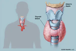 Thyroid hormones act throughout the body, influencing metabolism, growth and development, and body temperature. (Photo credit: WebMD) 