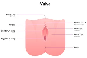 Relax your pelvic muscles. Then examine the parts of the vulva: the clitoris, and the outer and inner labia.