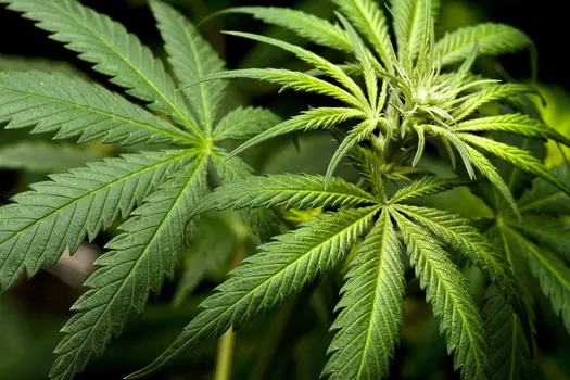 marijuana