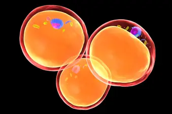 photo of fat cell