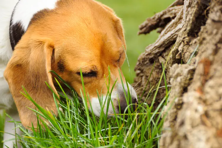 photo of dog eating grass