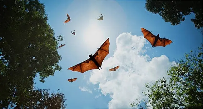 bats flyingin the sky