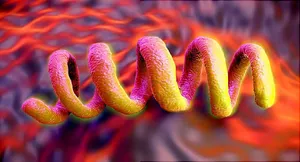 Antibiotic resistant syphilis