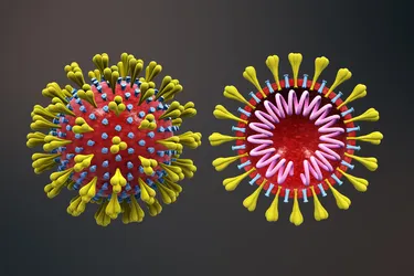 The COVID virus continues to develop new variants. That's a natural process that happens as viruses spread and reproduce. (Photo Credit: Getty Images)