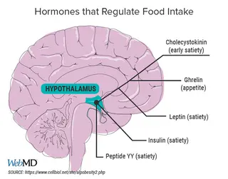 photo of hormones infographic