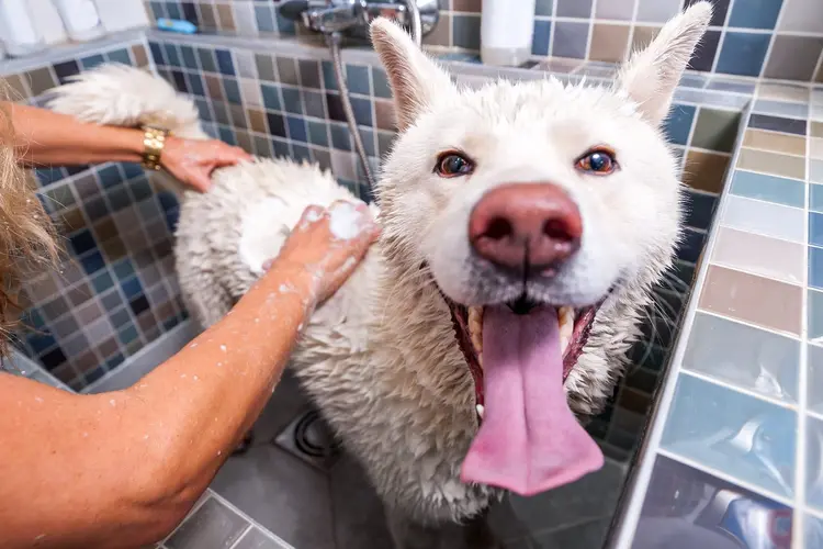 akita dog getting bath