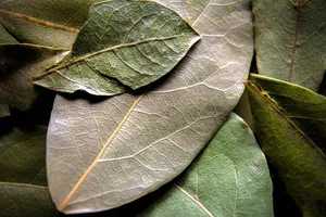 Bay leaf can add something extra to most savory dishes and may have health benefits.
