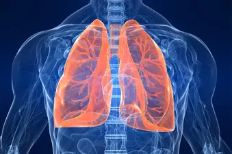 photo of lung anatomy