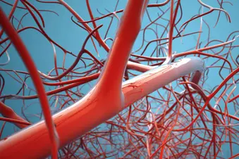 photo of blood vessels